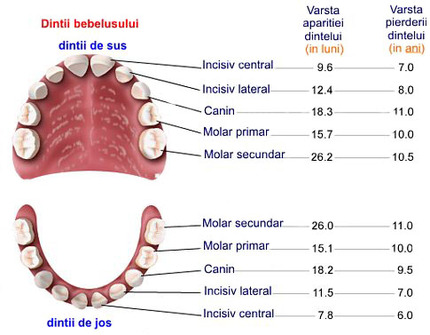 Bake Monetary presume anomalii ocluzale - Ortodontie, Stomatologie si Estetica DentaraCLINICA OMA  ORTODONTICA